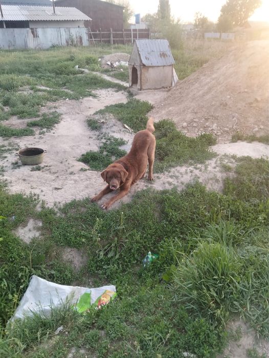 Продается лабрадор