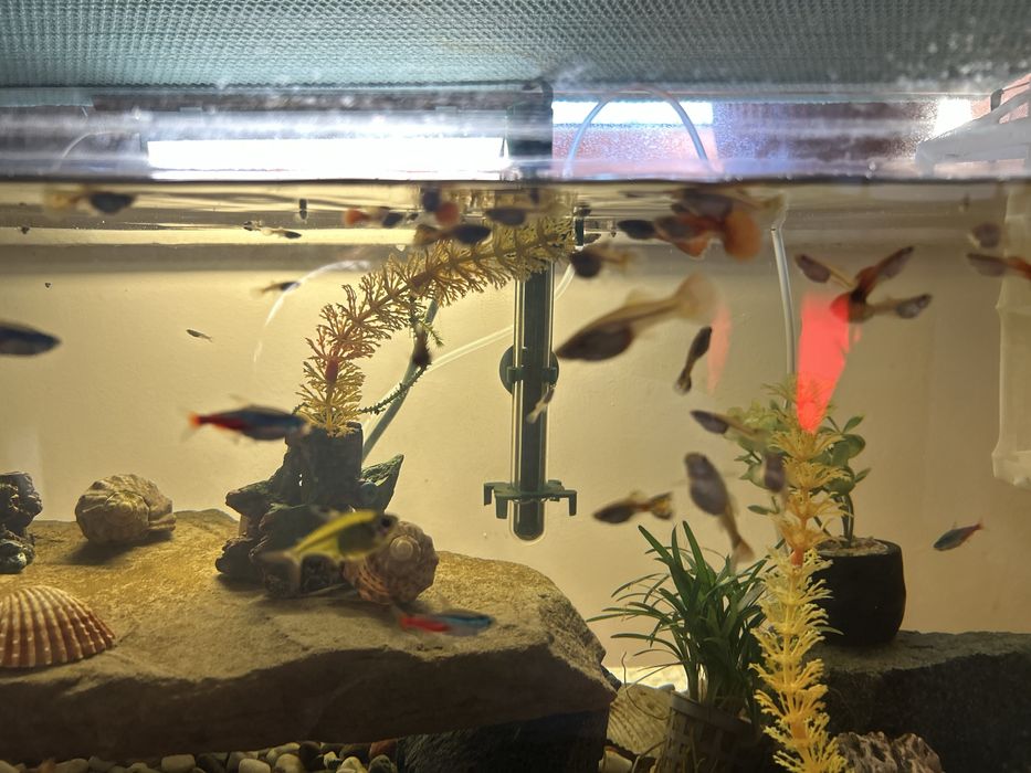 Peștii guppy adulți cât și puii