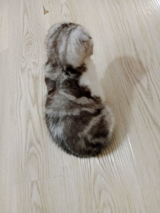 Серебристый мрамор биколорная девочка 3 Мес