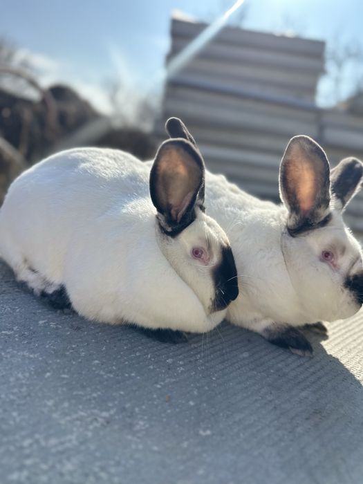 Кролики Калифорния