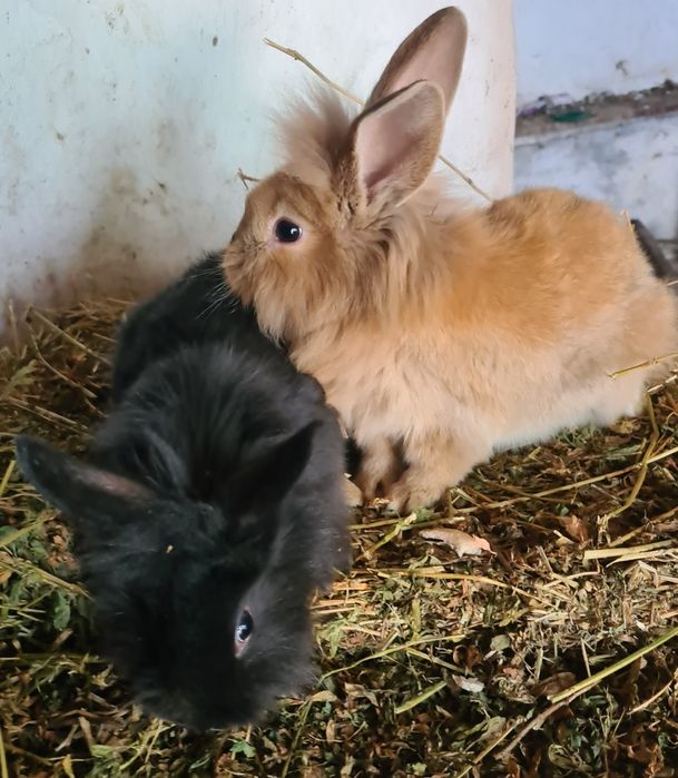 Vind doua femele urias german