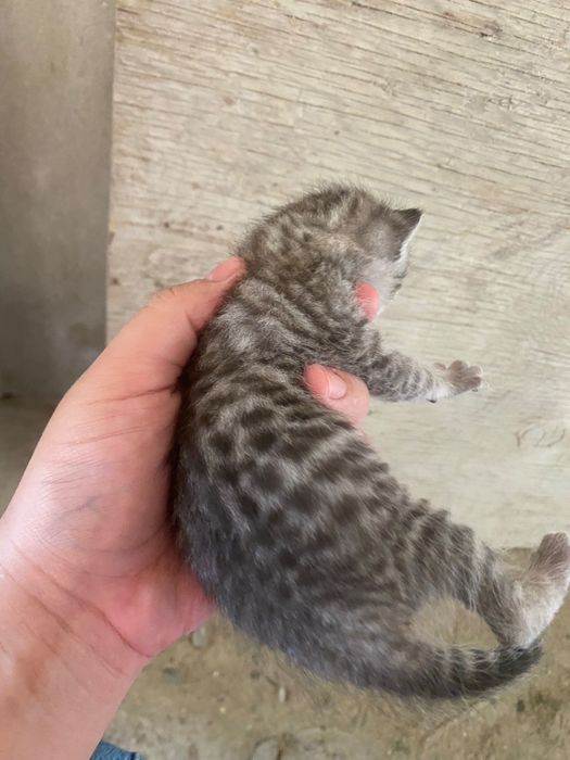 Вислоухий котёнок