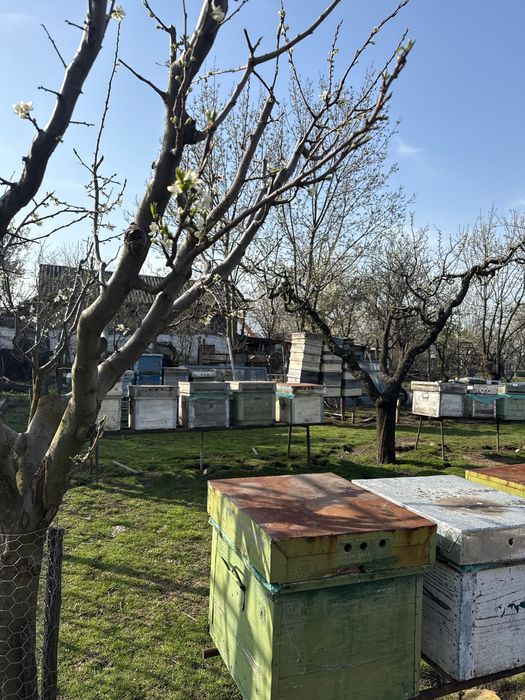 Vând 10 familii de albine