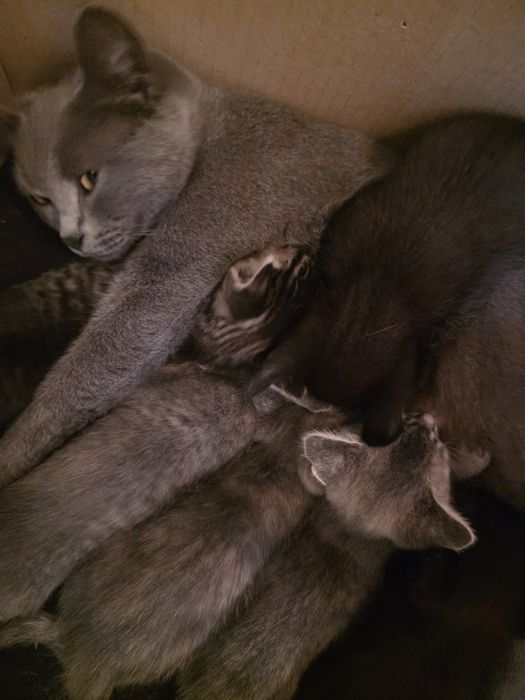 Отдам котят в добрые руки