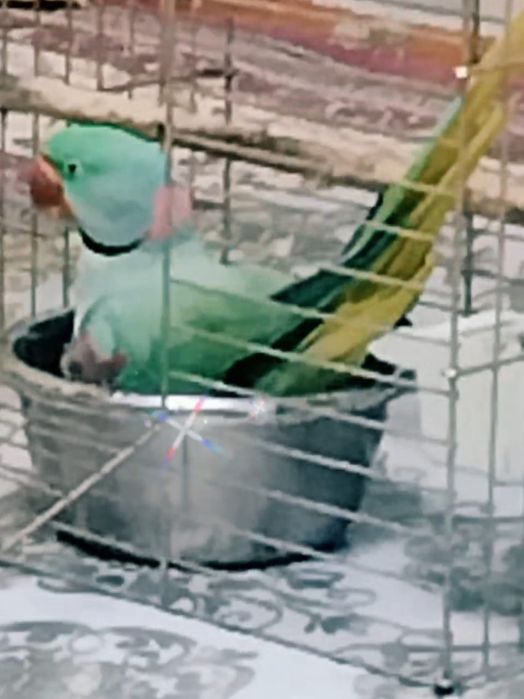 Продам александрийский попугай