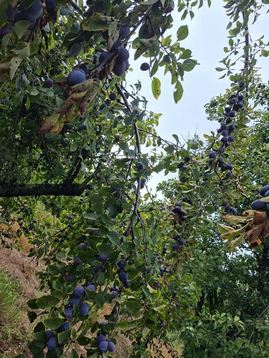 Prune pentru  masa