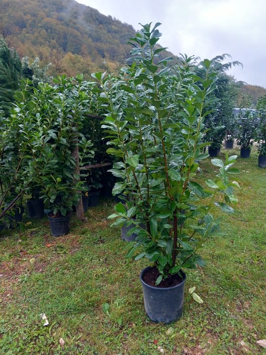 Mesteacăn cu coja alba tei fhotinia red robin