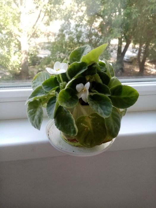 Фиалкалар сатылады