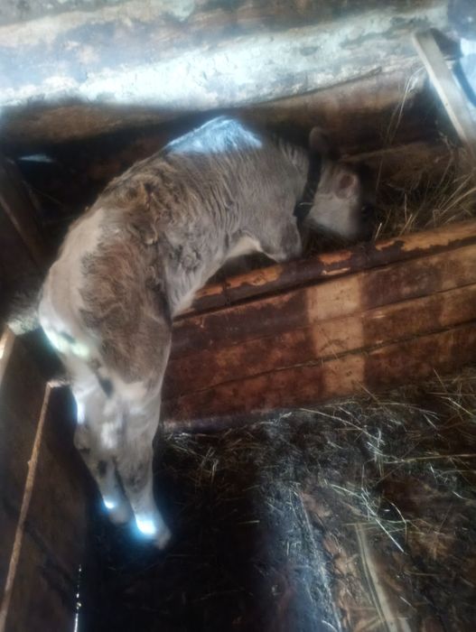 Vând Vițică de 5 saptamani