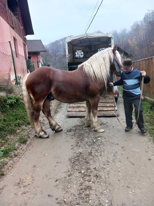 Iapa de 7 ani de vanzare