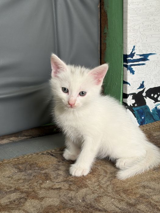 Отдам котят даром, в надеждные руки