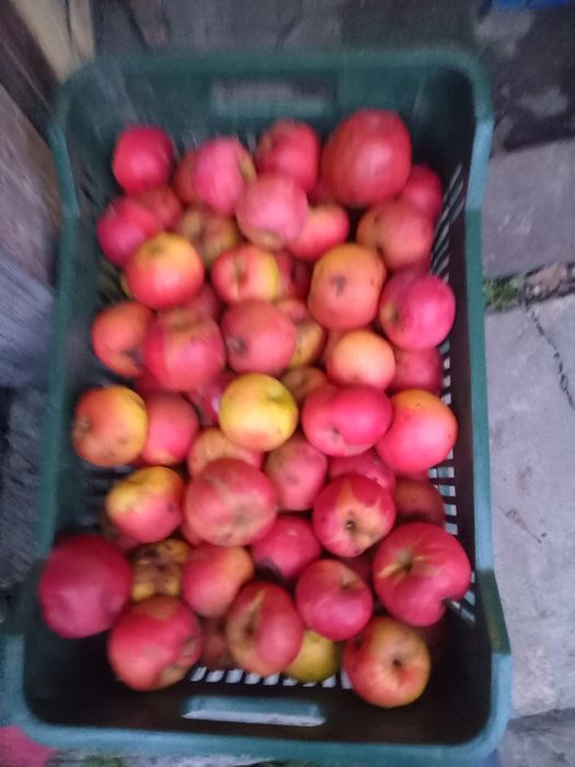 Mere pentru suc sau țuică