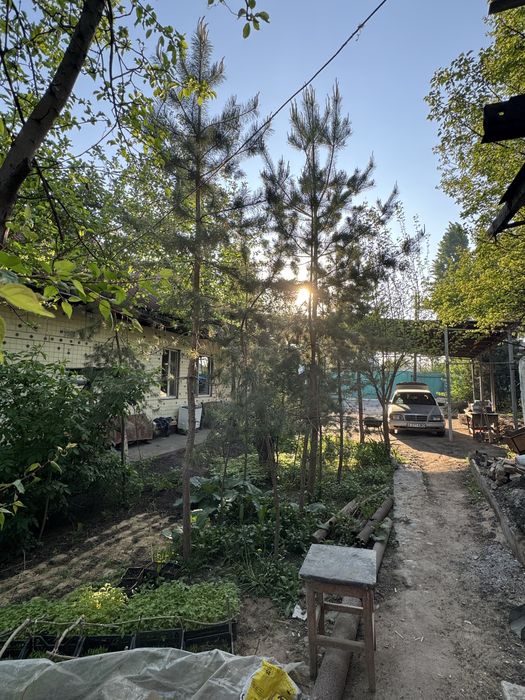 Сосна обыкновенная