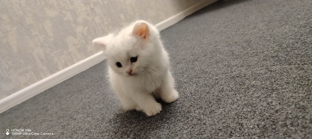 Hol mushuklar va siklar