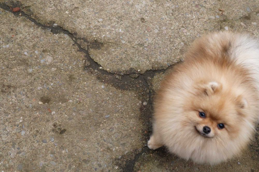 Миниатюрно момиченце померан с родословие FCI