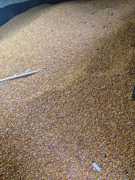 Vând graunte de anul asta uscate