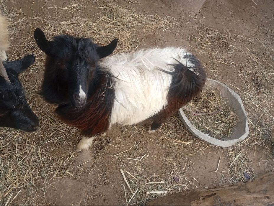 Echkilar sotiladi bugʻoz 3. Oyli