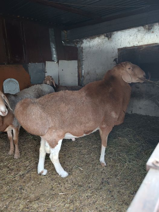 Продам кошкара арашан