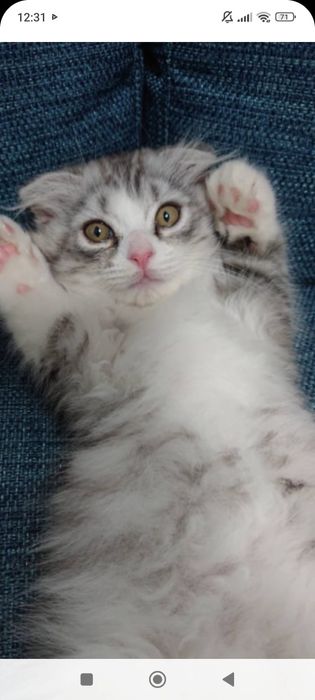 Бриташка 1,5  месяцев..