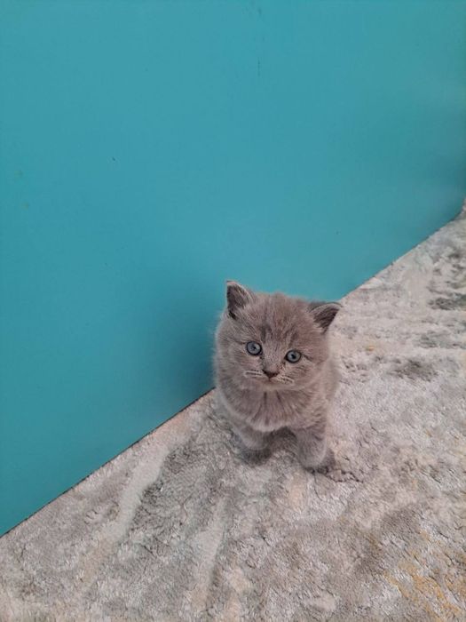 Scottish fold va scotish strayt 1,5oylik