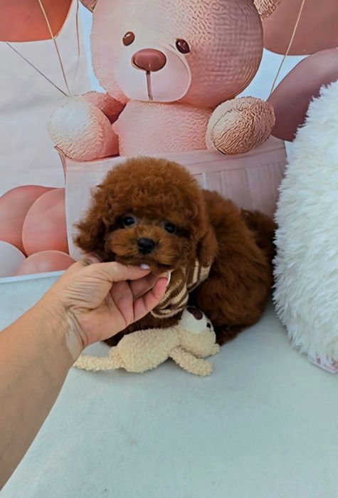 Пудел tea cup с документ за произход,на 3 мес, момче