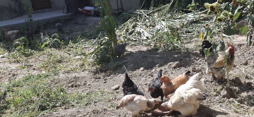 Samarqand shaharda  damashni tovuqlar sotiladi bramasiyam bor