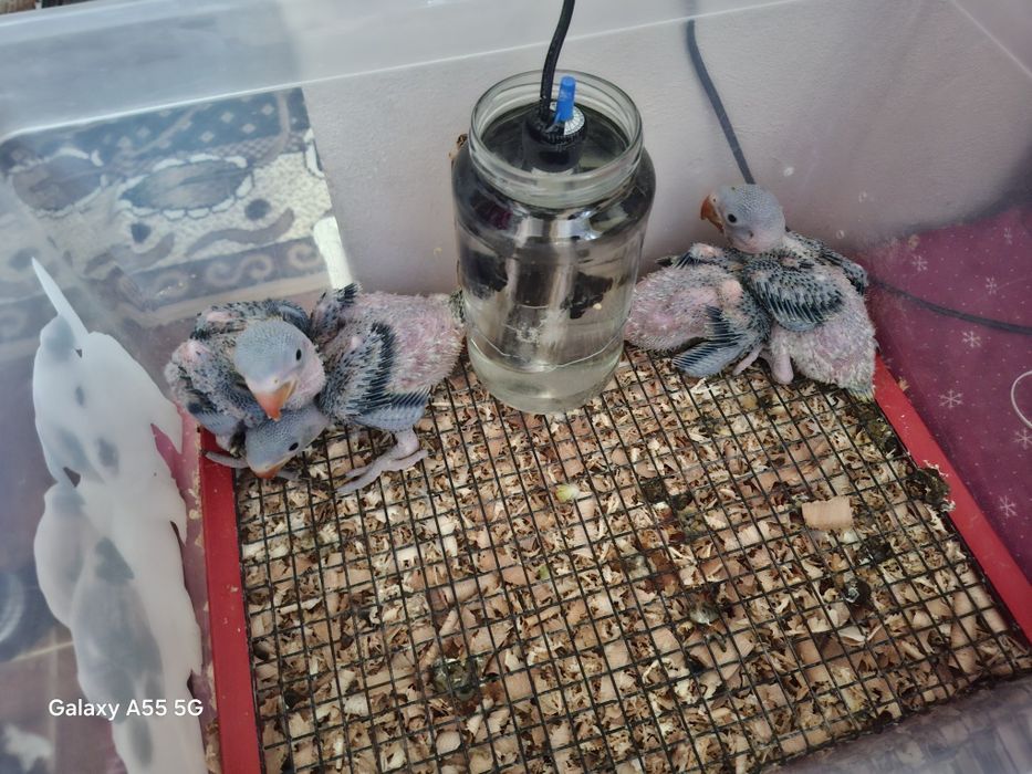 Pui papagali marele alexandru blanzi crescuți la seringa