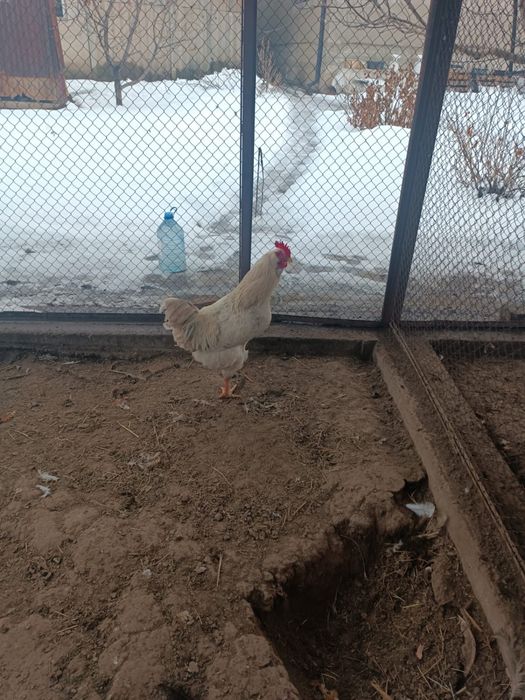 Домашний петух продам