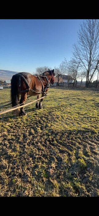 De vânzare, iapa de 6 ani, garantata la orice