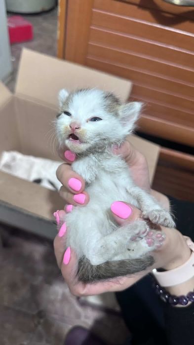 Отдам котят в добрые руки