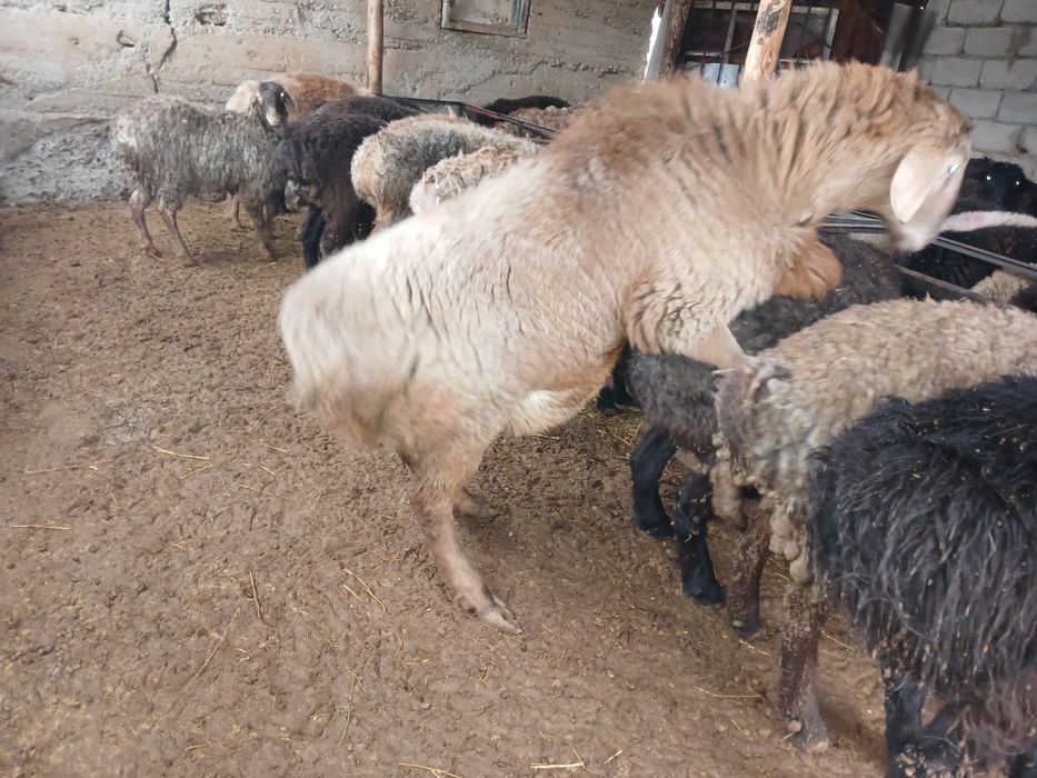 ТұқымдыққаҚошқарлар