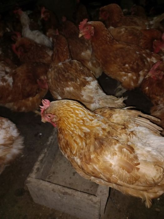 Продам Несушка ломан браун