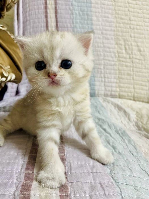 Британские шиншиллы чистокровные