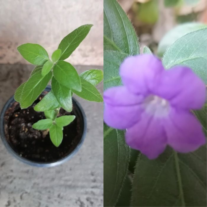 Цветя за продажба