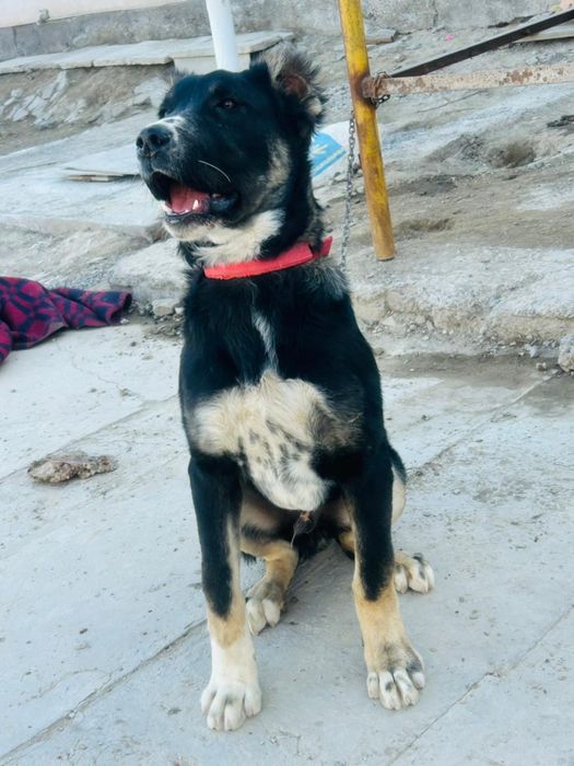 Тобет 4 айлық еркек күшік