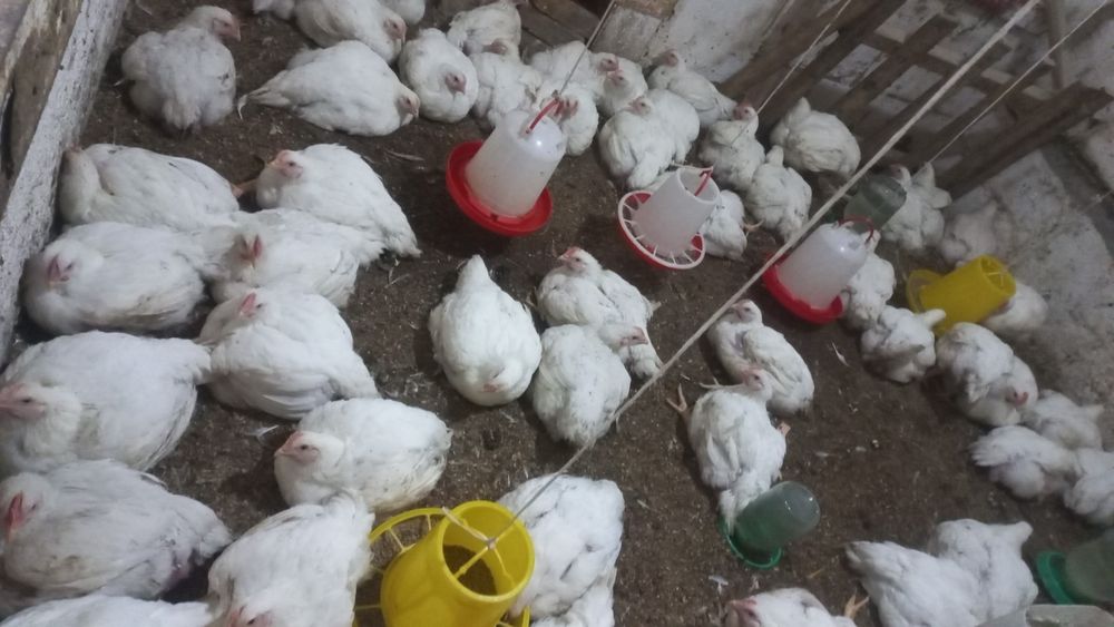 Продам мясо броллера