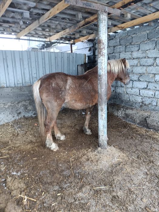 Жеребец горный Алтайский