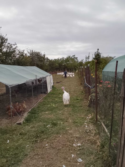 Curcani de la 3-15kg cu livrare gratuită în Otopeni ,Buftea, Prahova