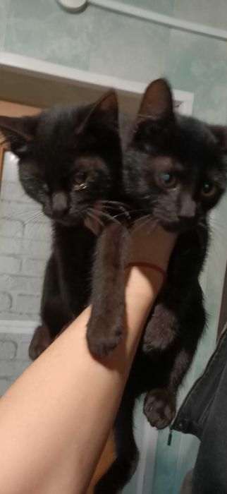 Котята, мальчики