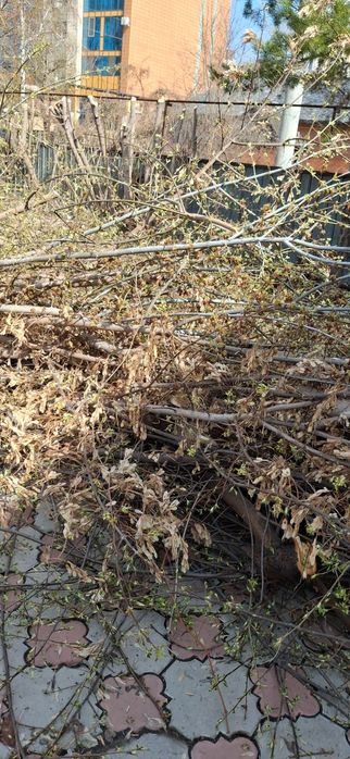 Отдам бесплатно, самовывоз