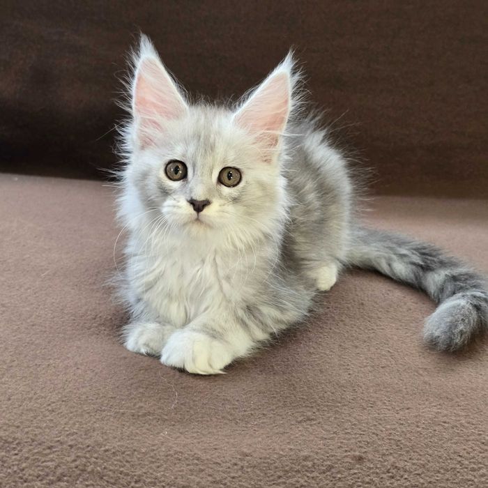 Котенца мейн куун