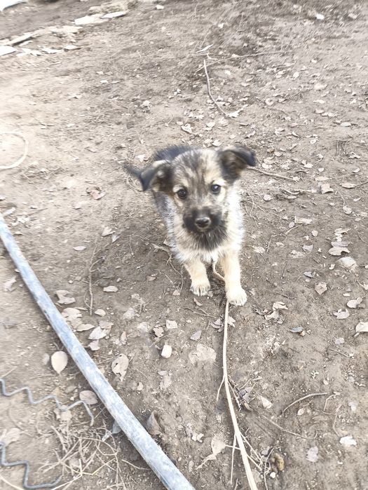 Отдам бесплатно щенков