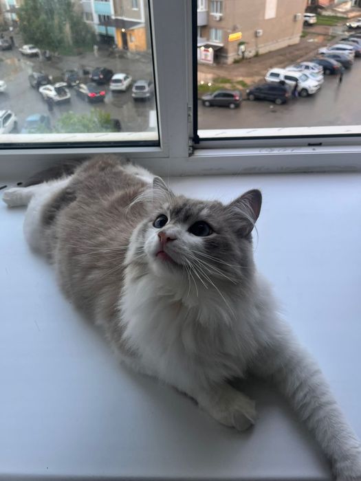 Отдам даром кошек