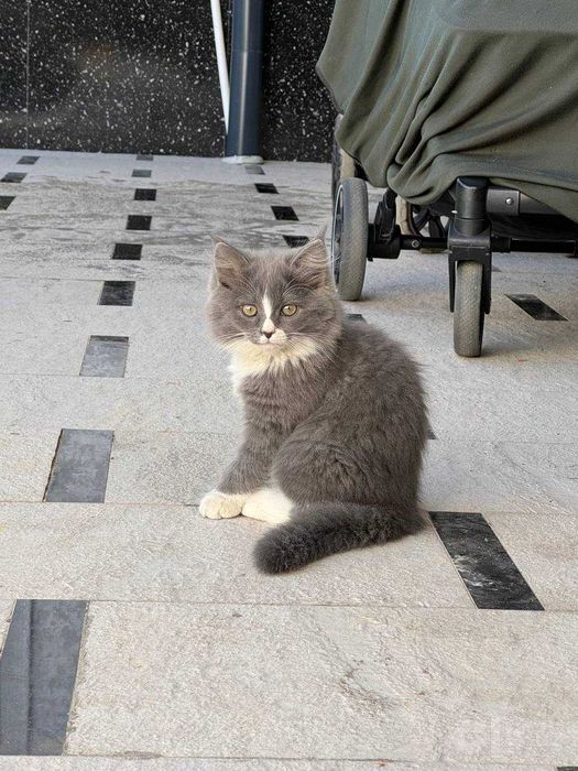 Мама кошка фолд и детишки, породистые, домашние