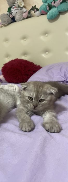 pui scottish fold