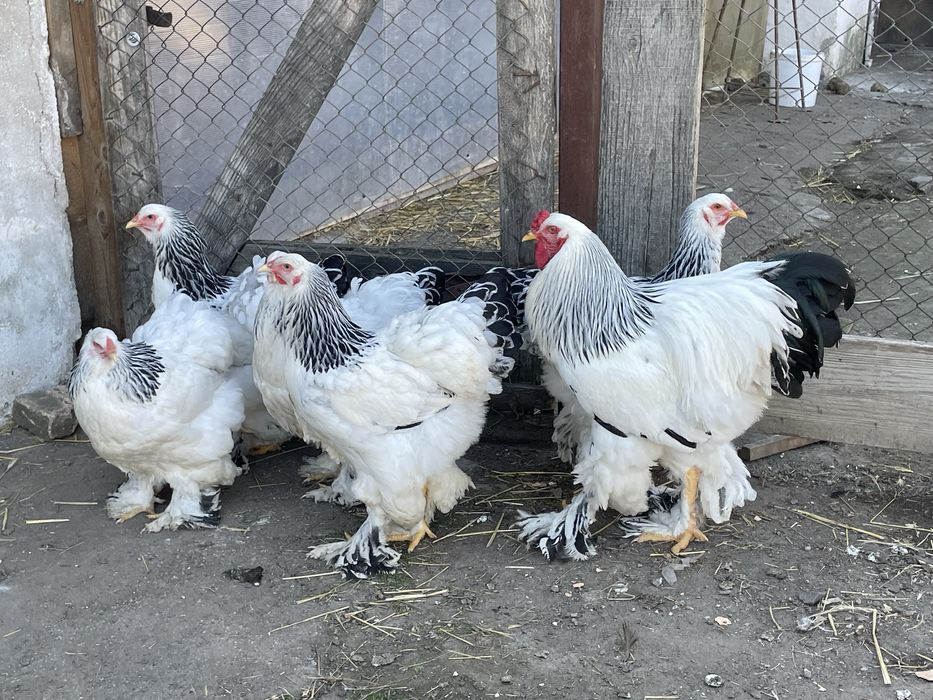 Familie de găini Brahma Herminat Deschis