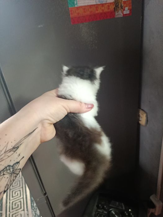 Котенок в добрые руки.