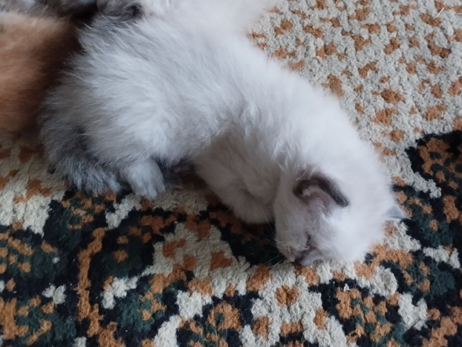 продаются сиямские котята