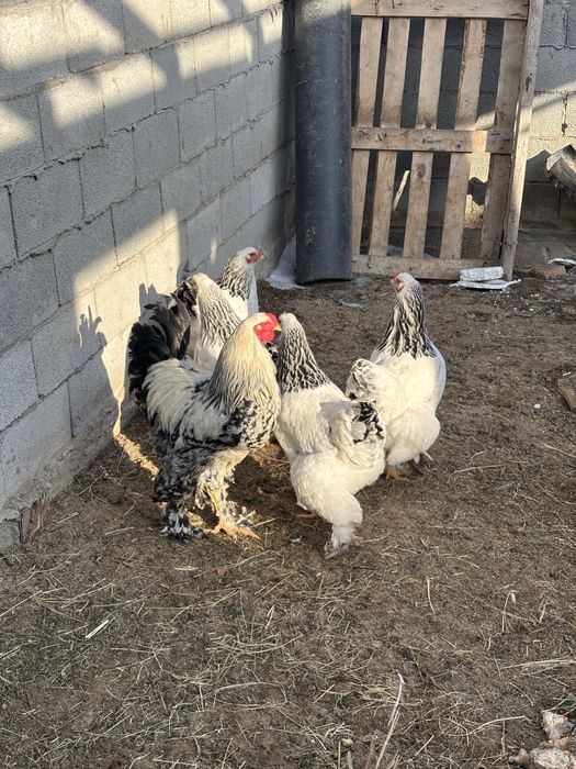 Продам курей светлый брама