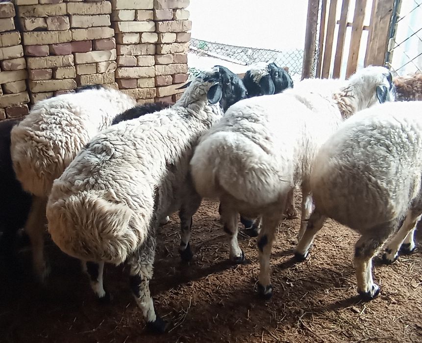 Коракулок кучкорлар сотилади